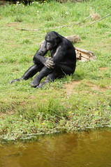 Bonobo assis prêt de l'eau