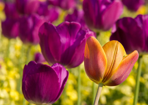 Tulips in the spring sun in a garden in Cambridge, UK