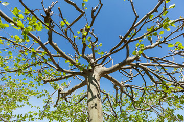Baumkrone von Platane
