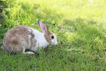 Rabbit  on grass background.
