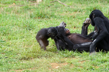 Bonobos en train de jouer
