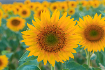Obraz premium Sunflower field