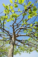 Baumkrone von Platane