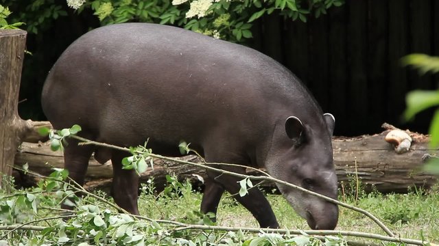 South american tapir