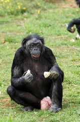 Bonobo femelle en train de manger