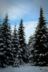 Beautiful Christmas tree in a forest with a blue sky