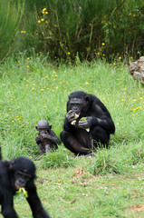Bonobos en train de manger