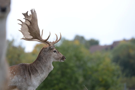 Damhirsch im Profil