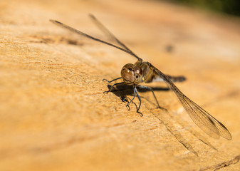 Libelle auf einem Baumstamm