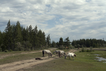 Yakutia. The surroundings of the village Honu. Yakut horses.