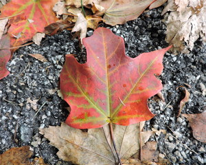 Orange Maple Leaf Autumn Background