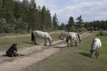 Yakutia. The surroundings of the village Honu. Yakut horses.