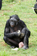 Vieille Bonobo femelle en train de manger