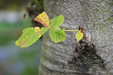 Junger Trieb am Kastanienbaum herbstlich