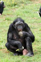 Bonobo femelle en train de manger