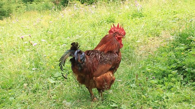 Dump rooster