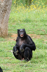 Bonobo femelle en train de manger