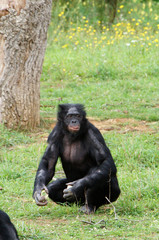 Bonobo femelle