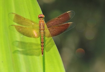 Dragonfly close up 