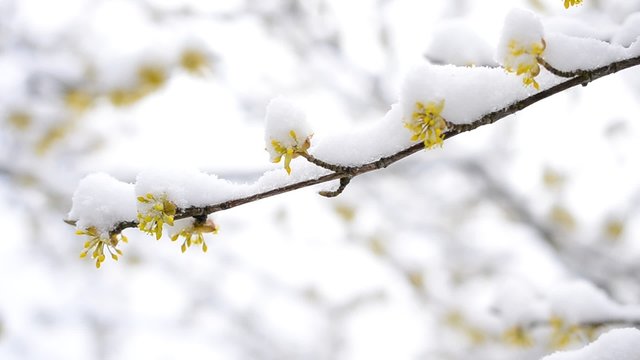 Snow falls on blossoming yellow Cornelian cherry twig