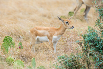 Blackbuck Antelope Calf