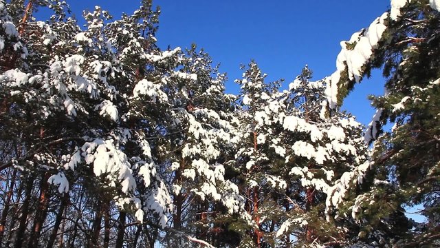 Pine-trees under snow