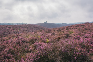 Moorland in the Veluwe.