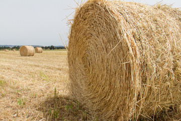 Round Hay Bales in a field in Paphos, Island of Cyprus