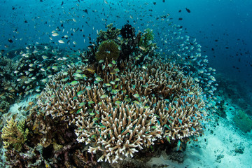 Naklejka na ściany i meble Reef Fish and Corals in Tropical Pacific