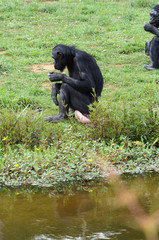 Bonobo femelle près de l'eau