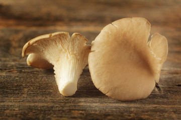 Oyster mushroom