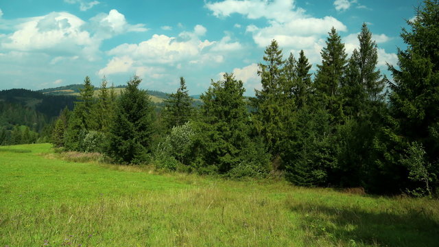 4K Timelapse of clouds and beautiful green coniferous trees
