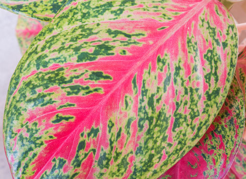 Closeup colorful leaf of plant in garden background