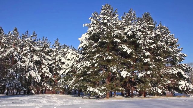 Pine-trees under snow