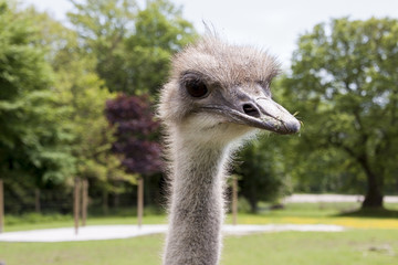 Ostrich
