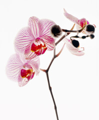 orchidee, 