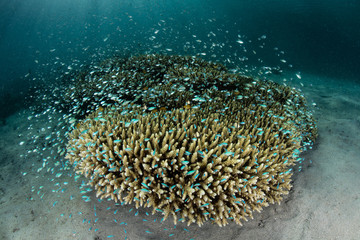 Naklejka na ściany i meble Small Damselfish Around Coral