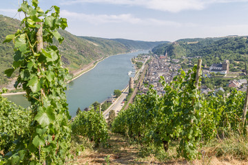Fototapeta na wymiar Vineyards on the slopes of the Rhine river with the city of Oberwesel in the distance 