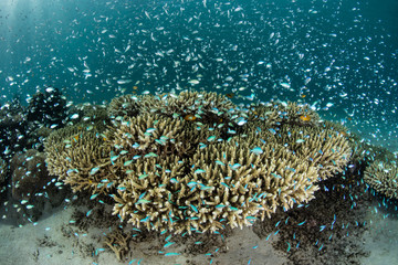 Fototapeta na wymiar Damselfish Over Coral