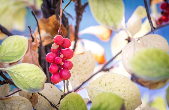 Branch Of Chinese Magnolia Vine Berries