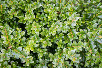 Boxwood background