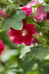 Fototapeta premium Red flowers