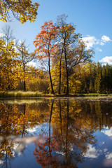 autumn park reflected in water lake