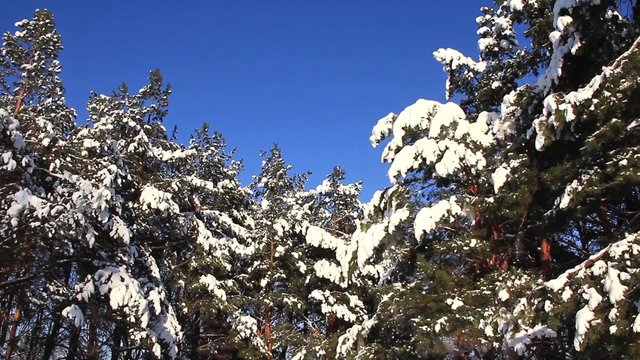 Pine-trees under snow