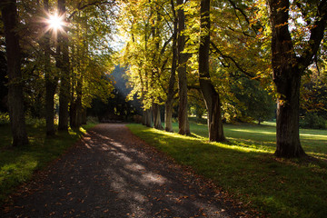Licht im Herbstwald 