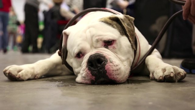 White bulldog lying on ground