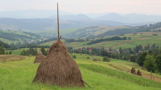 Yellow haystacks on green field