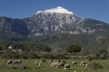 Obraz premium A flock of sheep at the foot of the mountain Tahtali. Turkey.