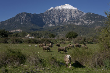 A flock of sheep at the foot of the mountain Tahtali. Turkey.