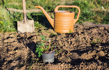 planting flowers. roses and tulips autumn spring planting in the ground